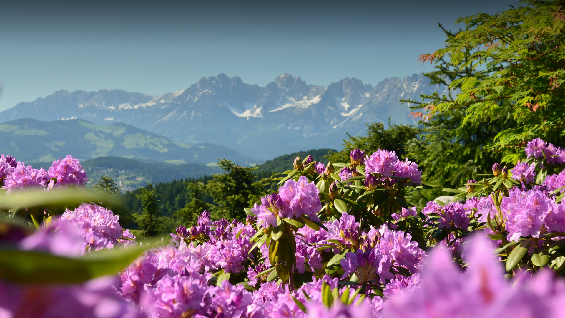 VERWURZELT IN KITZBÜHEL.