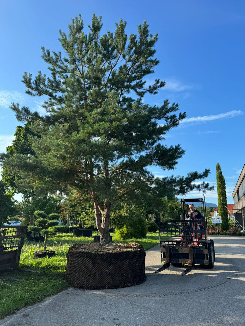 Logistik im Landschaftsbau: Ein großer Nadelbaum mit Wurzelballen wird von einem Mitarbeiter von Gartenbau Schranzhofer in Kitzbühel mit dem Gabelstapler transportiert.