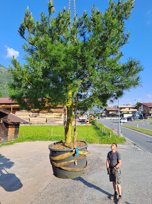 Ein Mitarbeiter von Gartenbau Schranzhofer überwacht die Lieferung und Verpflanzung eines massiven Nadelbaums per Kran in Aurach bei Kitzbühel. 