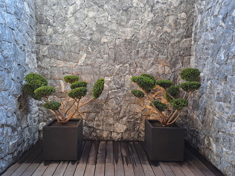 Elegante Formgehölze in modernen Pflanzgefäßen vor einer massiven Natursteinmauer auf einer Holzterrasse. Exklusive Gartengestaltung von Gartenbau Schranzhofer in Kitzbühel.